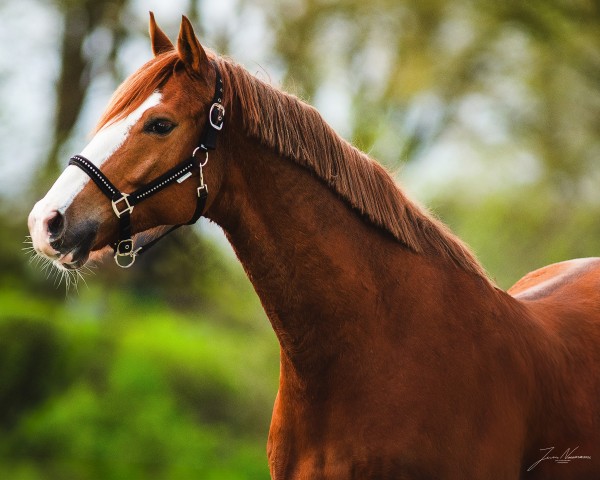 dressage horse Sir Colorado EA (Trakehner, 2019, from Freiherr von Stein)