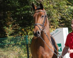 stallion Rockman Royal Ng (Westphalian, 2010, from Rock Forever NRW)