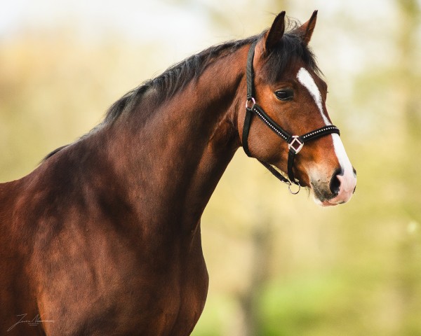 dressage horse Zee me Shine EA (Oldenburg, 2019, from Zoom)