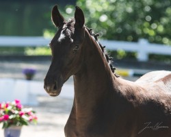 dressage horse Rise to Shine d´Amour EA (Oldenburg, 2020, from Rubin Royal OLD)