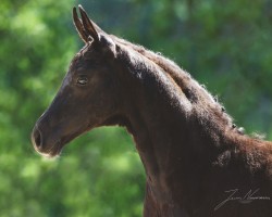 dressage horse So Special d´Amour EA (Oldenburg, 2020, from San Amour I)