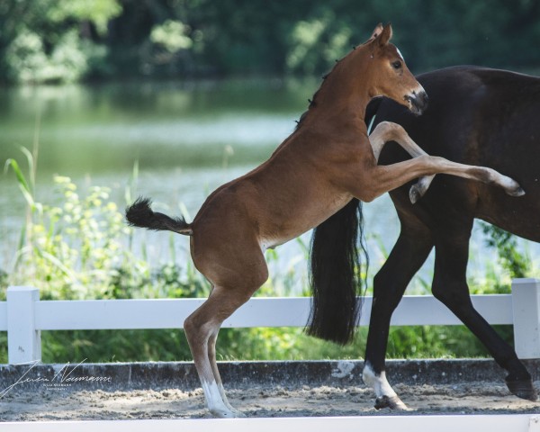 dressage horse Waldzauberfee EA (Oldenburg, 2020, from Callaho's Benicio)