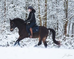 stallion Check me out Boom Bang EA (German Riding Pony, 2019, from Coer Noble)