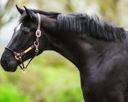 dressage horse Fairytale d´Amour EA (Oldenburg, 2017, from Fuechtels Floriscount OLD)