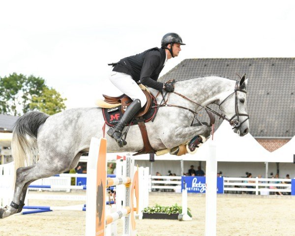 jumper FBW Chaccorado (German Sport Horse, 2018, from Chacoon Blue)