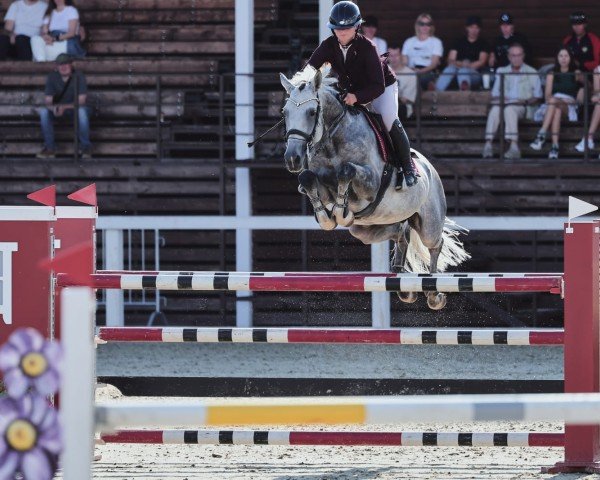 horse Voschod (Russian Trakehner,  , from Düsseldorf)