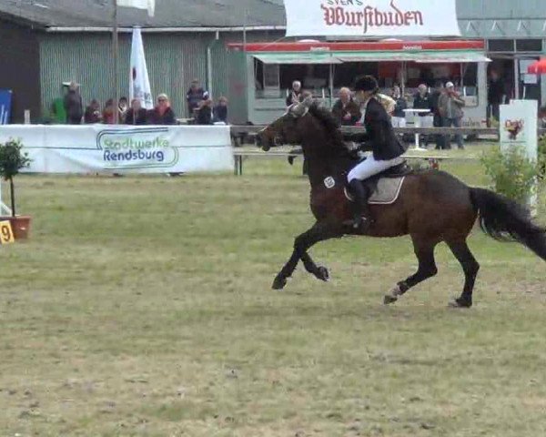 Nord-Ost-Pferd 2013