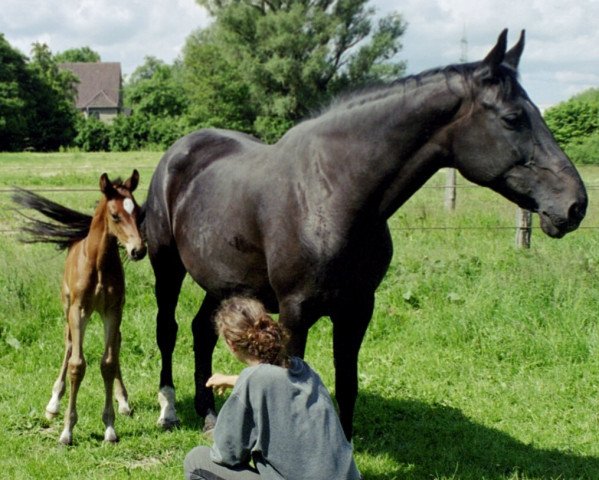 broodmare Gangsterbraut (Mecklenburg, 1990, from Gontard)