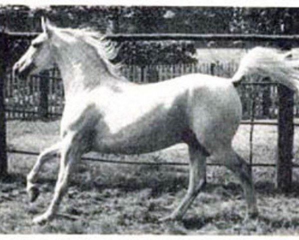 horse Kurde x (Anglo-Arabs, 1935, from Koheilan VIII 1922 ox)