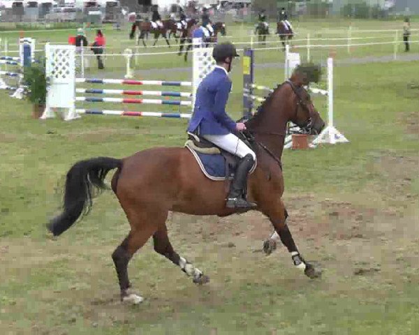 Nord-Ost-Pferd 2013