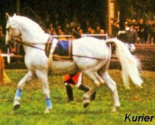 horse Kurier (Hanoverian, 1950, from Kurde x)
