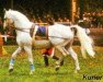 stallion Kurier (Hanoverian, 1950, from Kurde x)