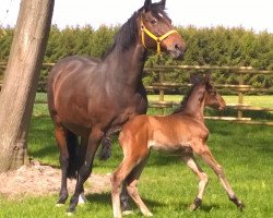 jumper Sambucca S (Hanoverian, 2015, from Don Diarado)