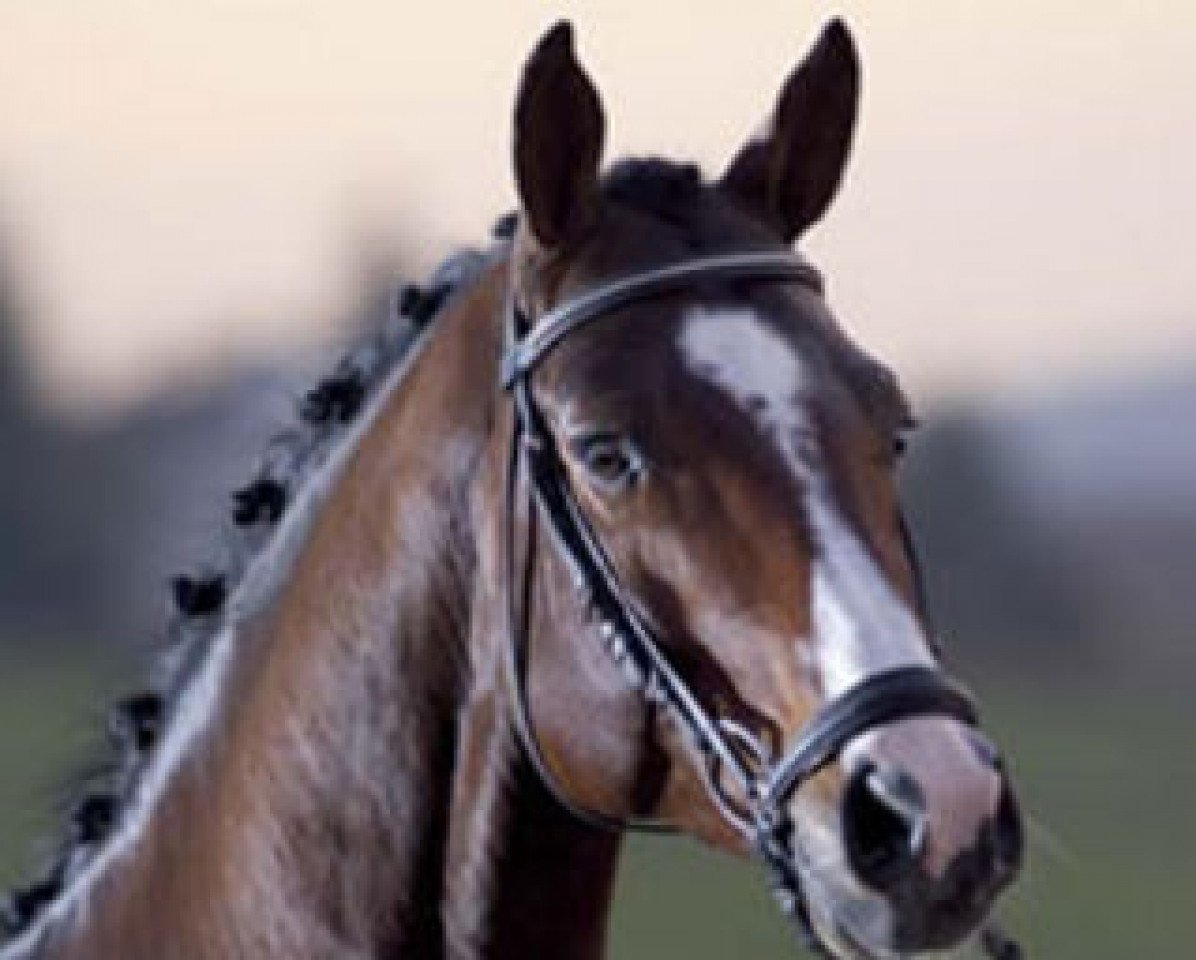 Deckhengst Renegade Z (Zangersheide Reitpferd, 1999, von Ramiro Z)
