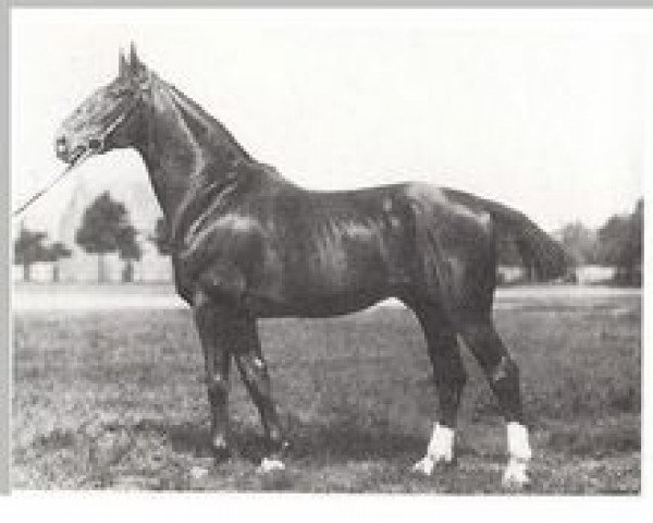 stallion Alkoven I (Hanoverian, 1917, from Alderman I)