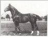 horse Alkoven I (Hanoverian, 1917, from Alderman I)