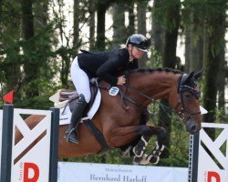 jumper Ora May (Oldenburg show jumper, 2019, from Ogano)