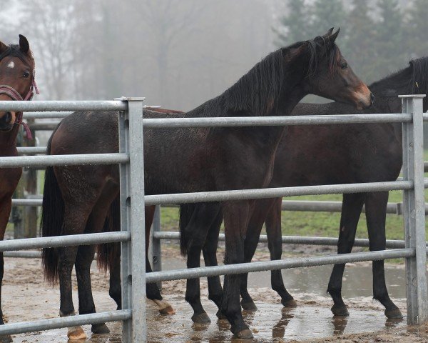 dressage horse Sternstunde (Oldenburg, 2022, from Florida TN)