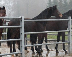 dressage horse Sternstunde (Oldenburg, 2022, from Florida TN)