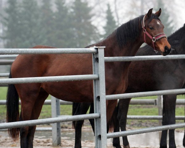 dressage horse Fräulein Frieda (Oldenburg, 2022, from Franklin)