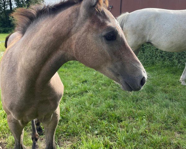 foal by Stute von Airplane / Casano (Westphalian, 2024, from Airplane)