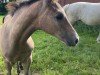 foal by Stute von Airplane / Casano (Westphalian, 2024, from Airplane)