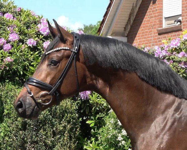 dressage horse Hengst von Valverde / Sir Donnerhall (Oldenburg, 2021, from Valverde NRW)