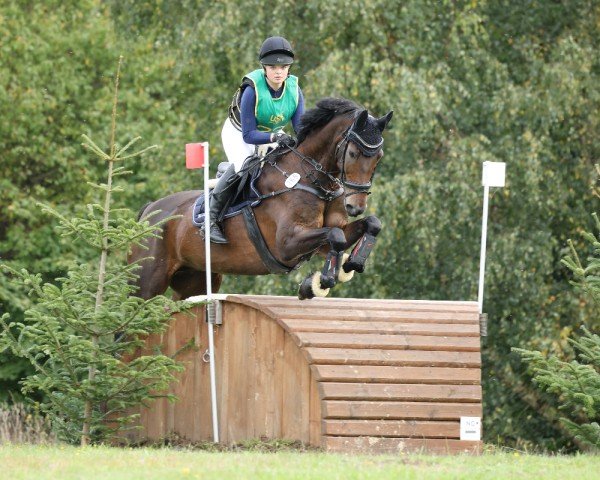 jumper Fürst Konrad (Rhinelander, 2013, from Fürst Nymphenburg)