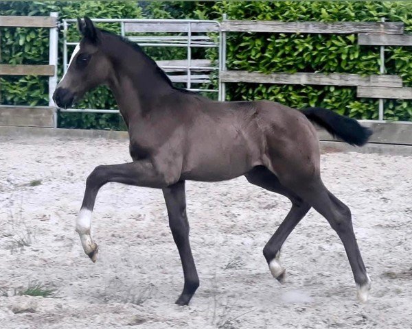 Fohlen von Hengst von Escamillo / Sir Donnerhall (Oldenburger, 2024, von Escamillo)