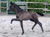 foal by Hengst von Escamillo / Sir Donnerhall (Oldenburg, 2024, from Escamillo)