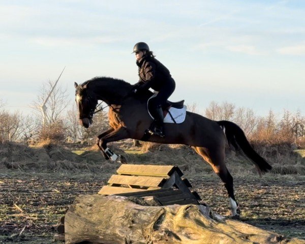 jumper Daniel 129 (Holsteiner, 2017, from Dinken)