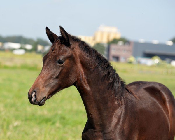 Fohlen von Ziara Diamond (Oldenburger, 2024, von Blue Hors St. Schufro)