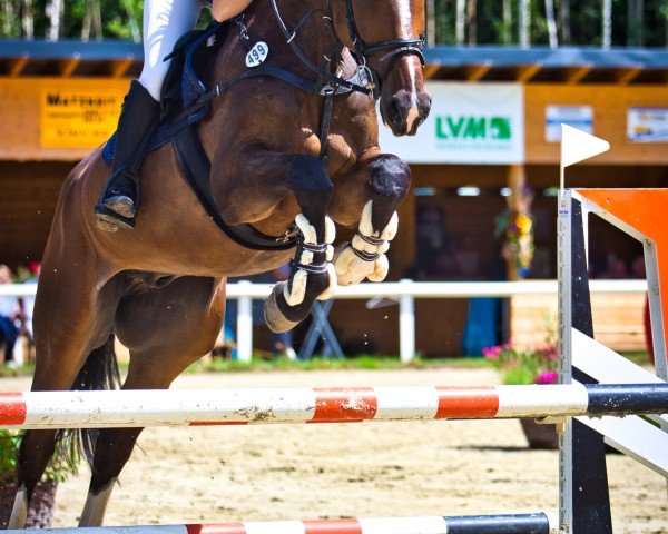 Springpferd Oreo 27 (KWPN (Niederländisches Warmblut), 2019, von Bacardi II VDL)