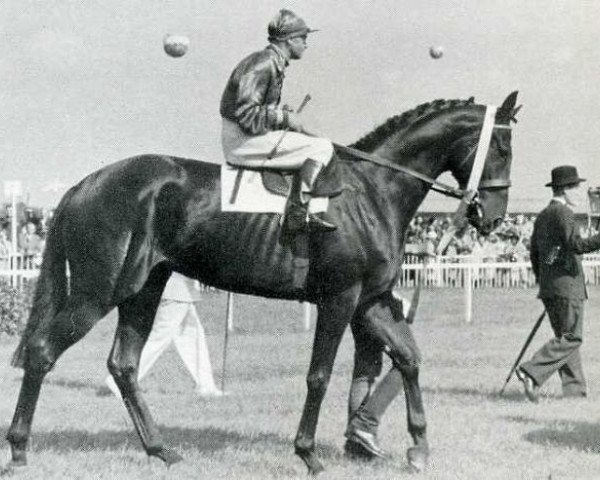 horse Neckar xx (Thoroughbred, 1948, from Ticino xx)