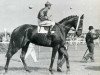Pferd Neckar xx (Englisches Vollblut, 1948, von Ticino xx)