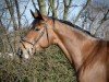 jumper Zanzibar Red (German Sport Horse, 2019, from Zirocco Blue)