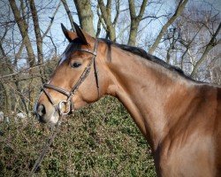 Springpferd Zanzibar Red (Deutsches Sportpferd, 2019, von Zirocco Blue)