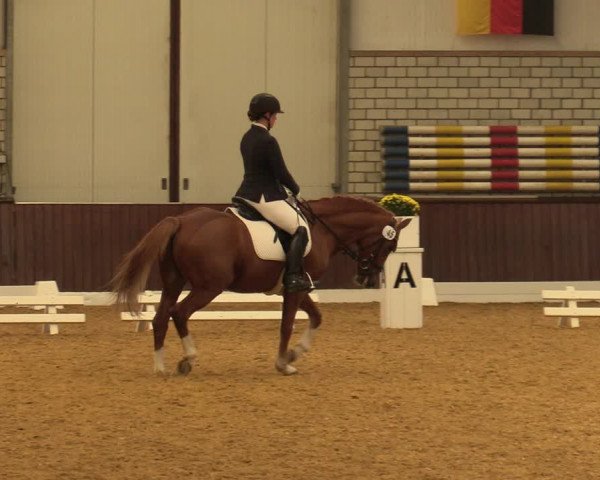 Reitturnier Kirchhellen-RSV Zur Linde 2021