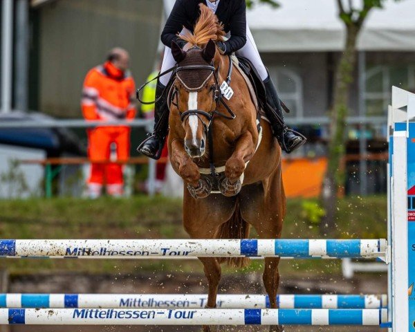 Springpferd Quasy Wie (Oldenburger Springpferd, 2016, von Quasimodo vd Molendreef)