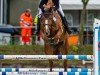 jumper Quasy Wie (Oldenburg show jumper, 2016, from Quasimodo vd Molendreef)