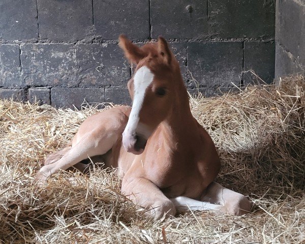 foal by Deluca ZGH (Westphalian, 2024, from D-Gold AT NRW)