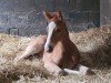 foal by Deluca ZGH (Westphalian, 2024, from D-Gold AT NRW)