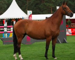 broodmare Aventure de Gravelotte (Belgian Warmblood, 2000, from Quorum de Laubry)