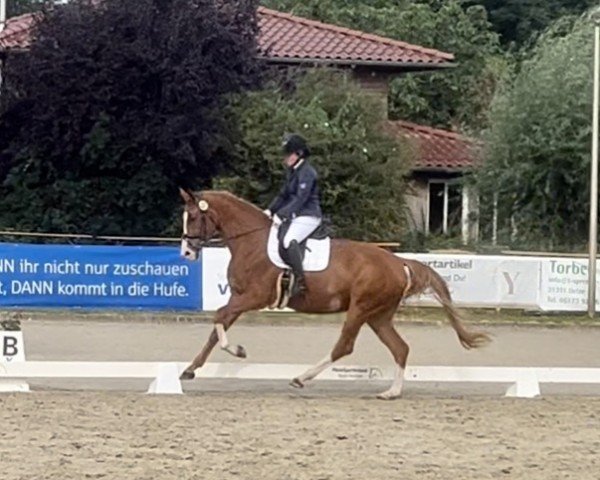 dressage horse Stella de la Luz S (Hanoverian, 2020, from Secret)