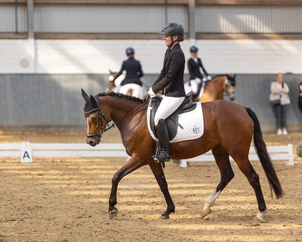 Dressurpferd Mary Medoc DH (Deutsches Reitpony, 2017)