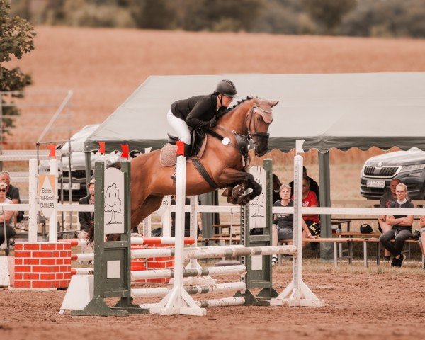 jumper Amber 157 (German Sport Horse, 2015, from Courtier)