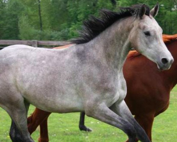 Springpferd Baly de Gravelotte (Selle Français, 2011, von Adorado)