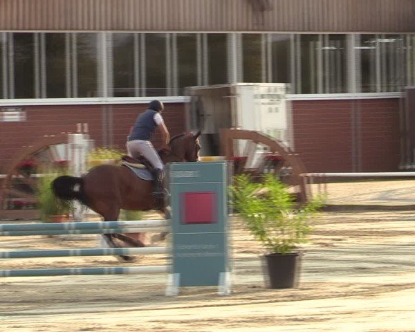 Reitturnier Werne 2024