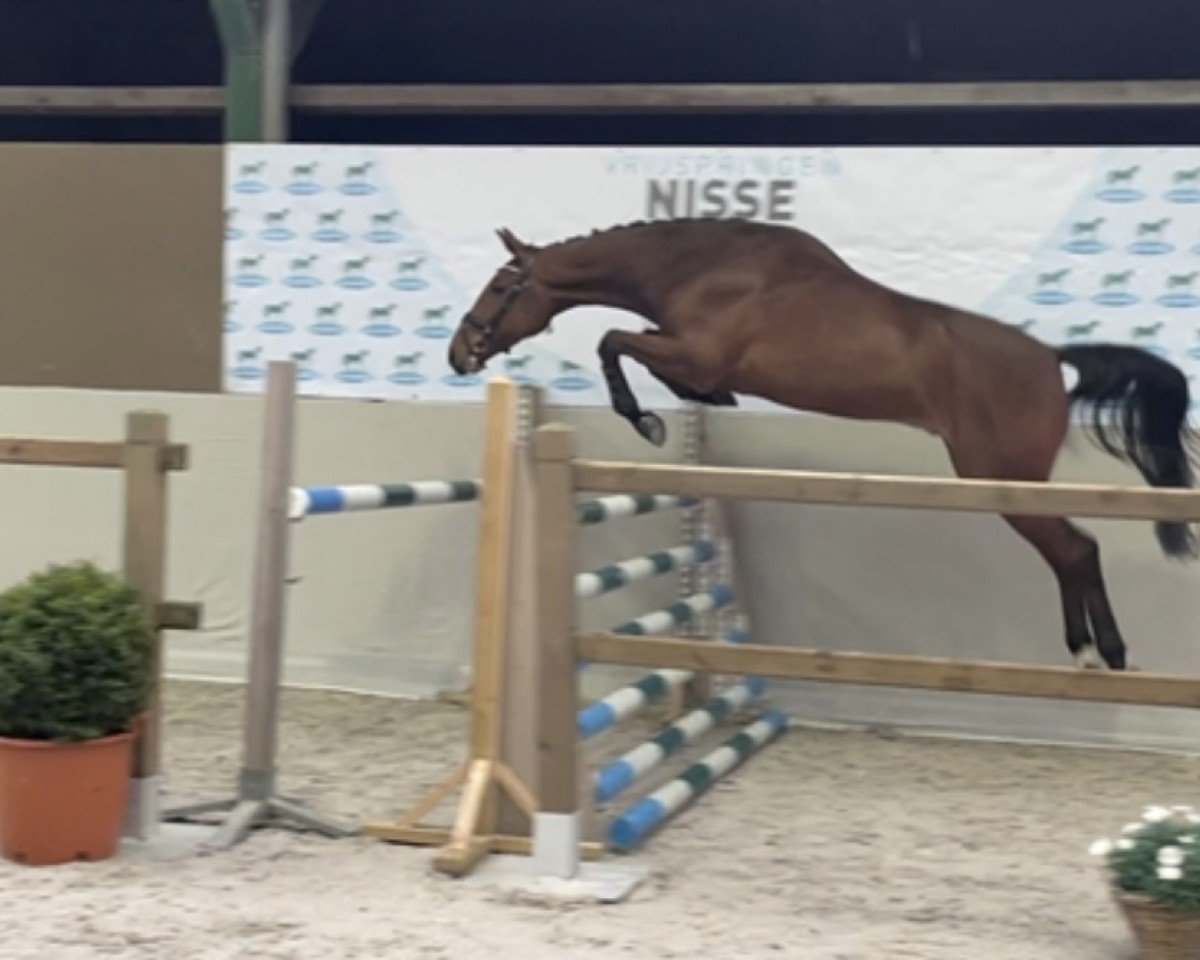 jumper Neandro 9 (KWPN (Royal Dutch Sporthorse), 2018, from Chapeau Tn)