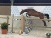 jumper Neandro 9 (KWPN (Royal Dutch Sporthorse), 2018, from Chapeau Tn)